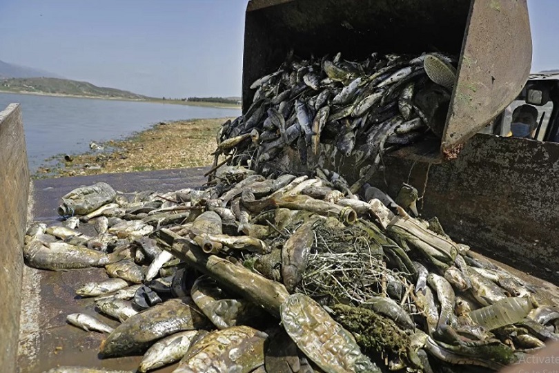 مسؤول لبناني: 7 أطنان من الأسماك النافقة تم بيعها للمواطنين