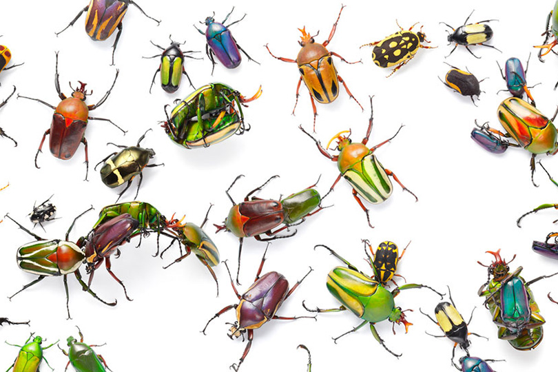 بعض انواع الحشرات مثل الجراد واليعسوب والنمل الابيض دورة حياتها