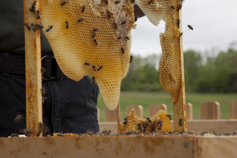 صناعة العسل حول العالم: لماذا تراجعت في اليمن وازدهرت في كوبا؟ 5ddb0be97ac73