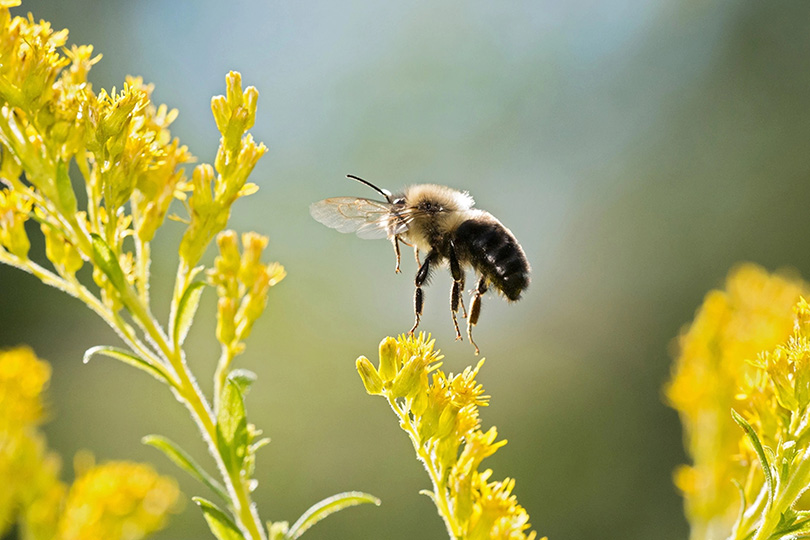 لماذا انقراض النحل يهدد وجود