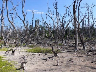 شبكة النبأ غابات تموت الجشع يمزق رئة العالم